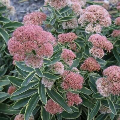 Frosted Fire Sedum