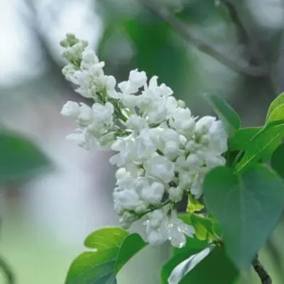 Common White Lilac