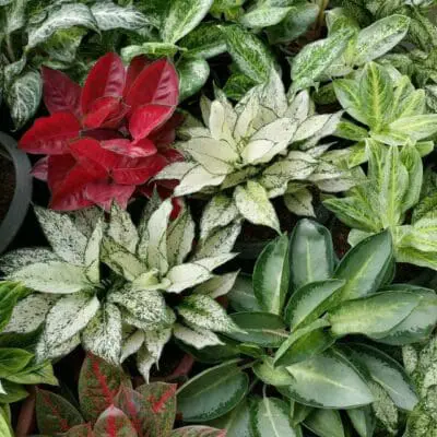 Assorted Aglaonema