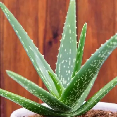Aloe Vera