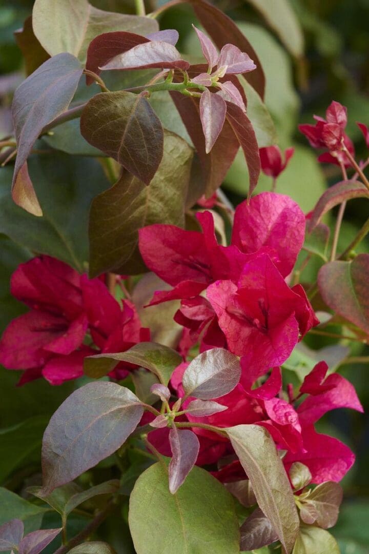 Burgundy Queen Bougainvillea