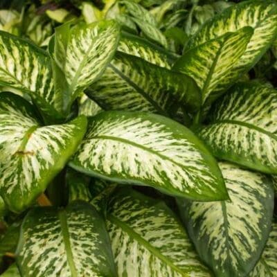 Dieffenbachia