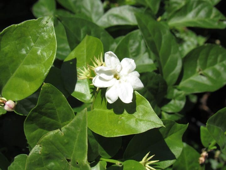 Arabian Jasmine - Image 2