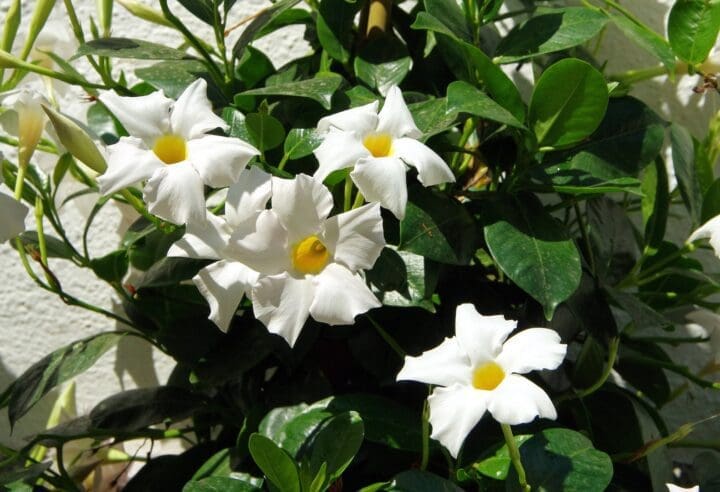 Sun Parasol Giant White Mandevilla