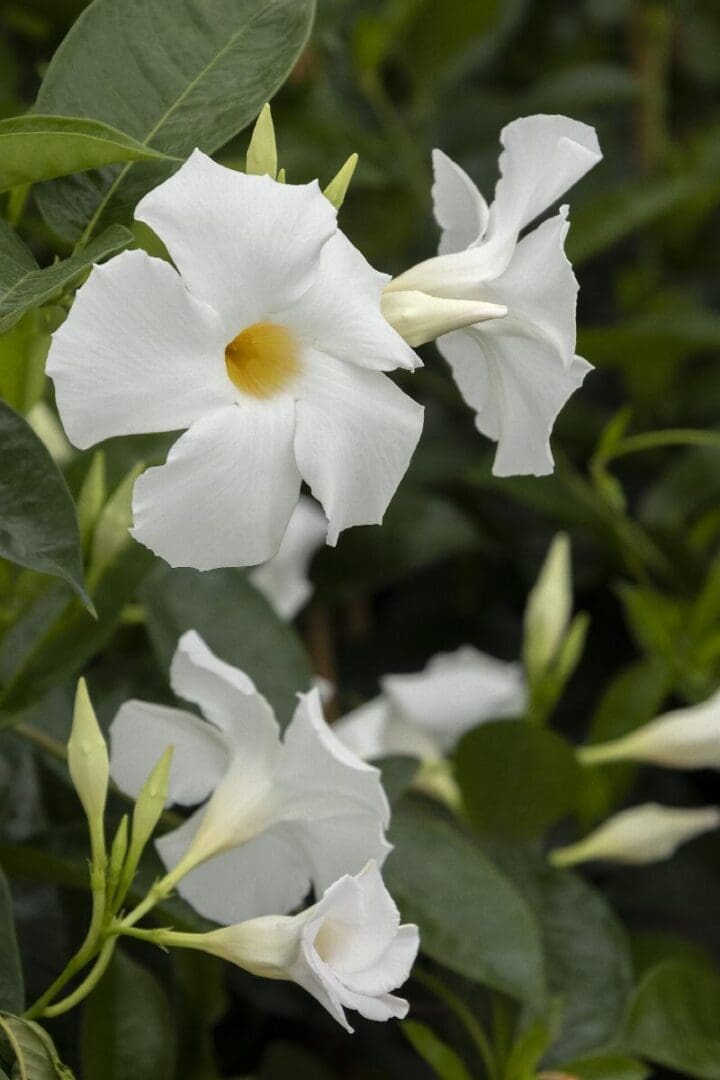 Sun Parasol Giant White Mandevilla - Image 2