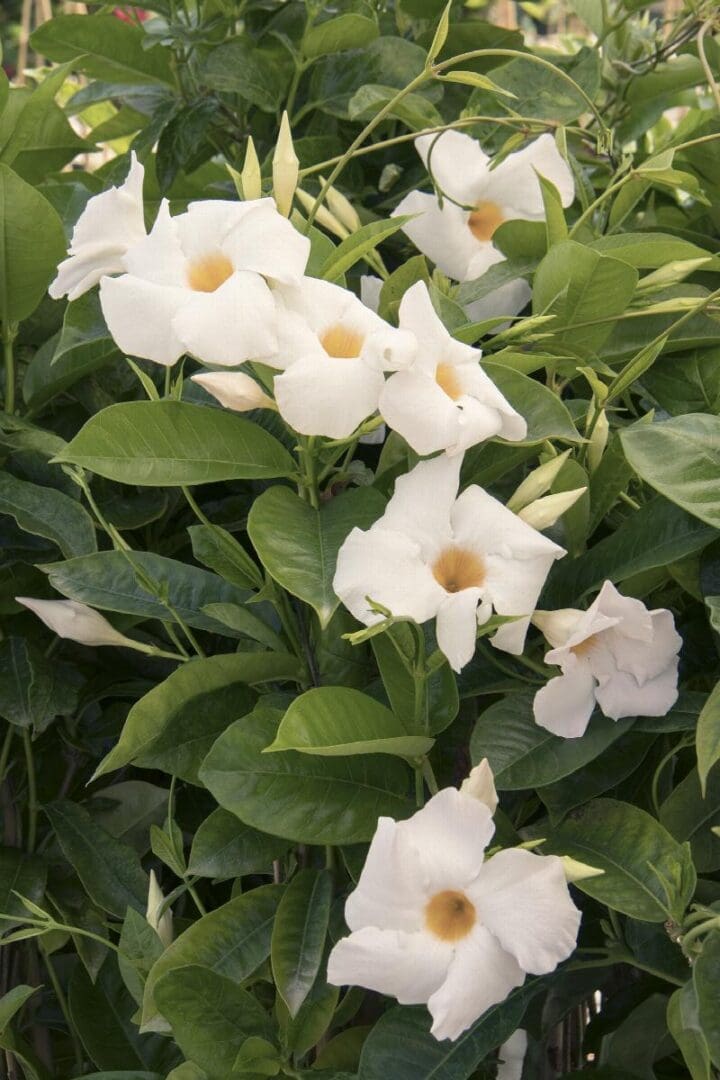 Sun Parasol Giant White Mandevilla - Image 3