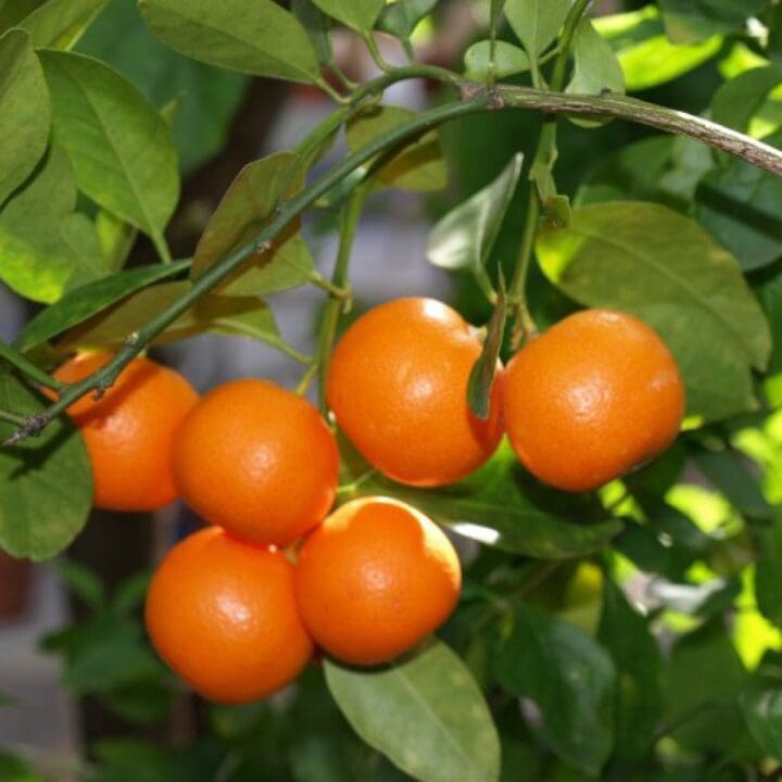 Calamondin Orange