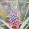 Pineapple Plant