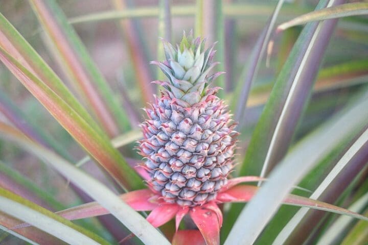 Pineapple Plant