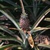 Pineapple Plant - Image 2