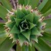 Pineapple Plant - Image 3