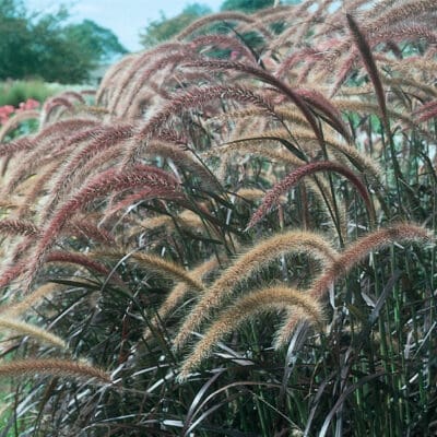 Purple Fountain Ornamental Grass
