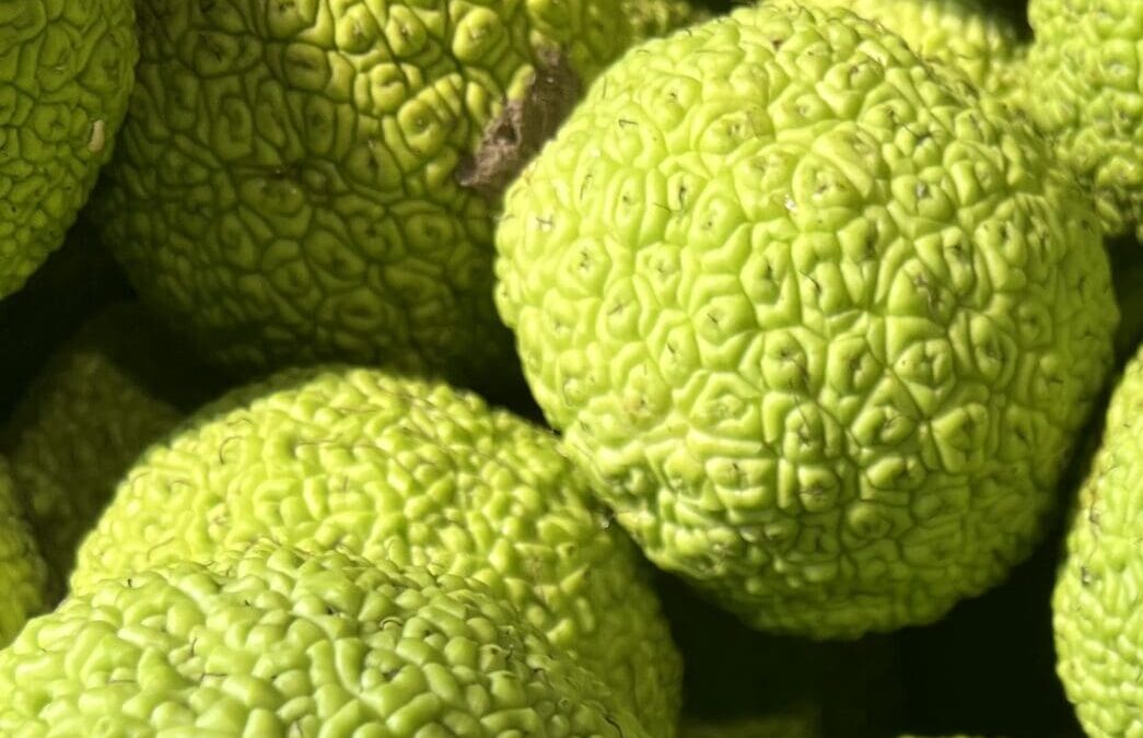 Hedgeballs: Nature’s Unique Curiosity