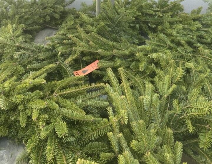 NOVA SCOTIA WREATH 12"