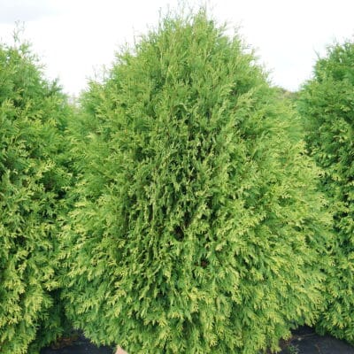 Cheer Drops Arborvitae