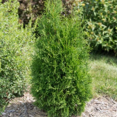 Tall Guy Arborvitae