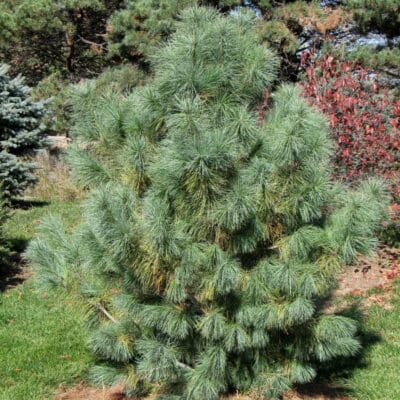 Domingo Pine