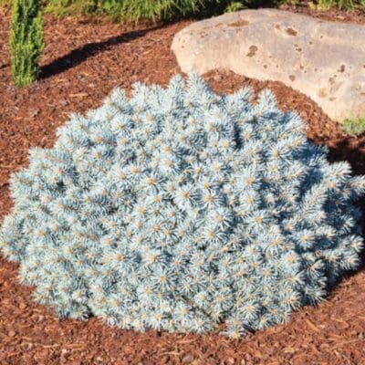 Moonstone Globe Spruce