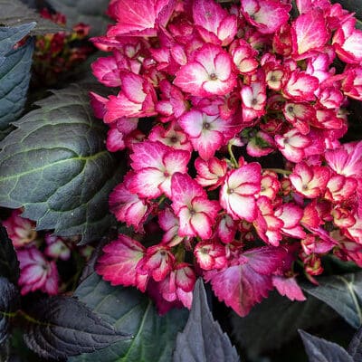 Eclipse Bigleaf Hydrangea