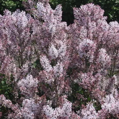 Dream Cloud Manchurian Lilac