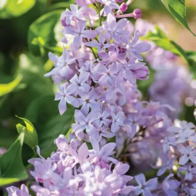 New Age Lavender Lilac