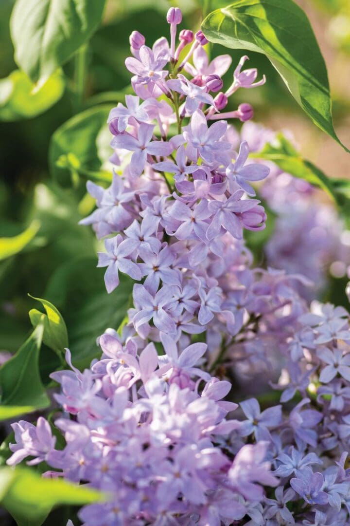 New Age Lavender Lilac