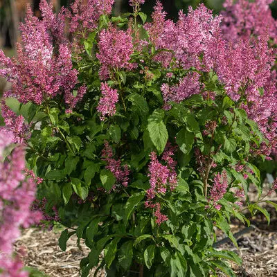 Pinktini Lilac