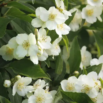 Swan Lake­ Mock Orange