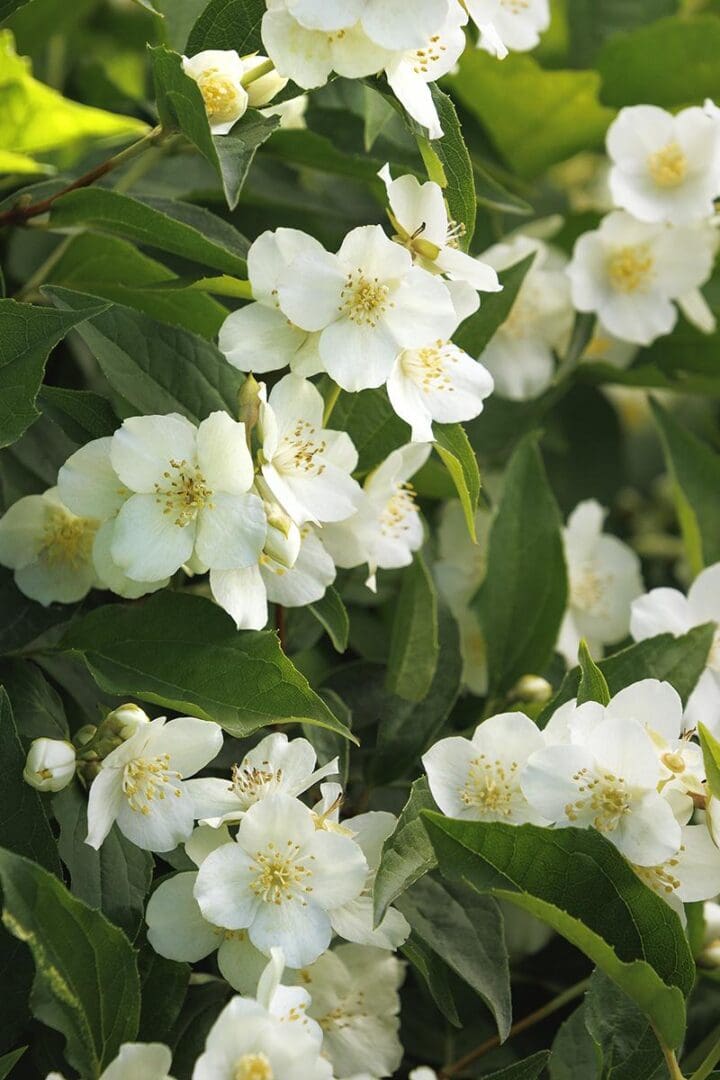 Swan Lake­ Mock Orange