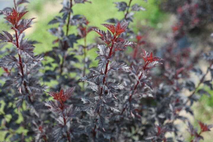 Summer Wine Black Ninebark - Image 3