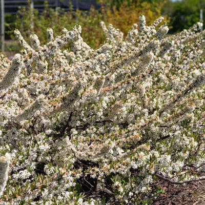 Jade Parade Sand Cherry