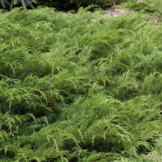 Drew's Blue Siberian Carpet Cypress