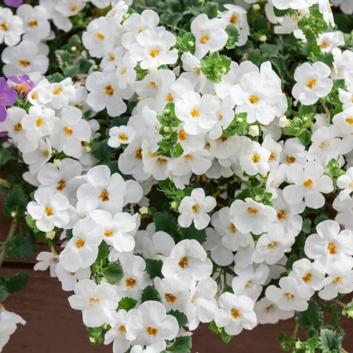 Gulliver White Bacopa - Image 3