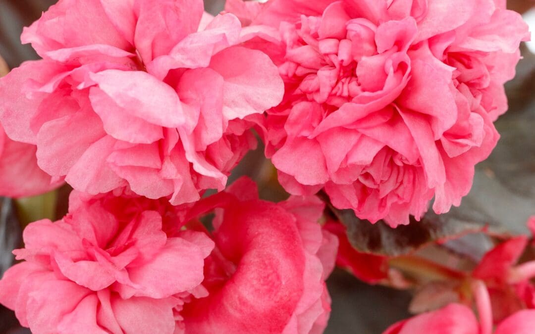 Birthday Bash Raspberry Sorbet Begonia