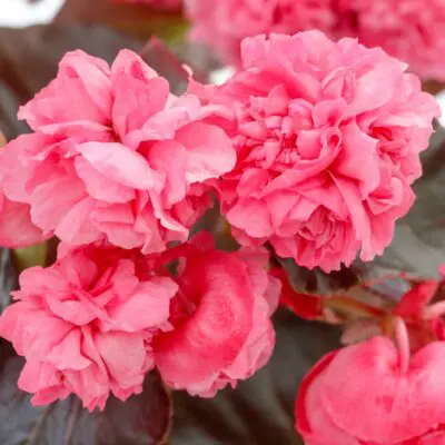 Birthday Bash Raspberry Sorbet Begonia