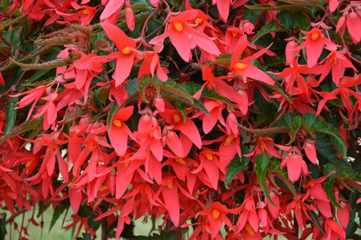 Encanto Pink Begonia - Image 2