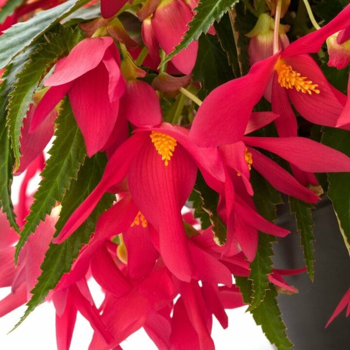 Encanto Pink Begonia - Image 3