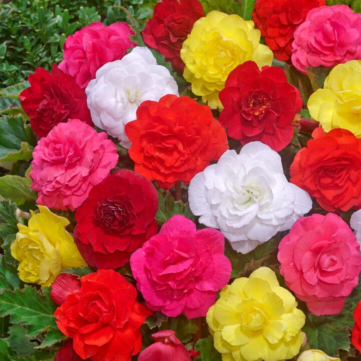 Non-stop Mixed Begonia
