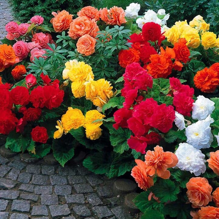 Non-stop Mixed Begonia - Image 2