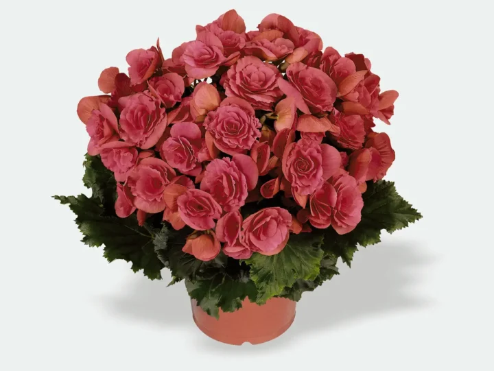 Berseba-Pink Rieger Begonia - Image 3