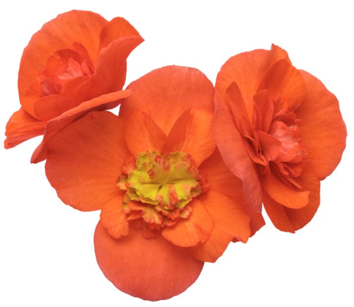 Solenia Chocolate Orange Rieger Begonia - Image 2