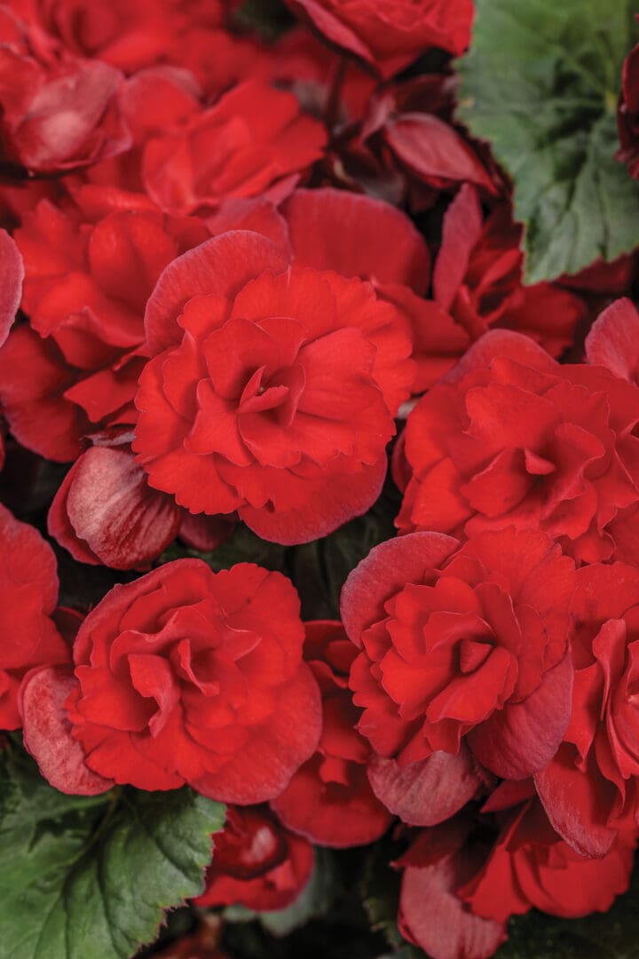 Solenia Red Imp Begonia