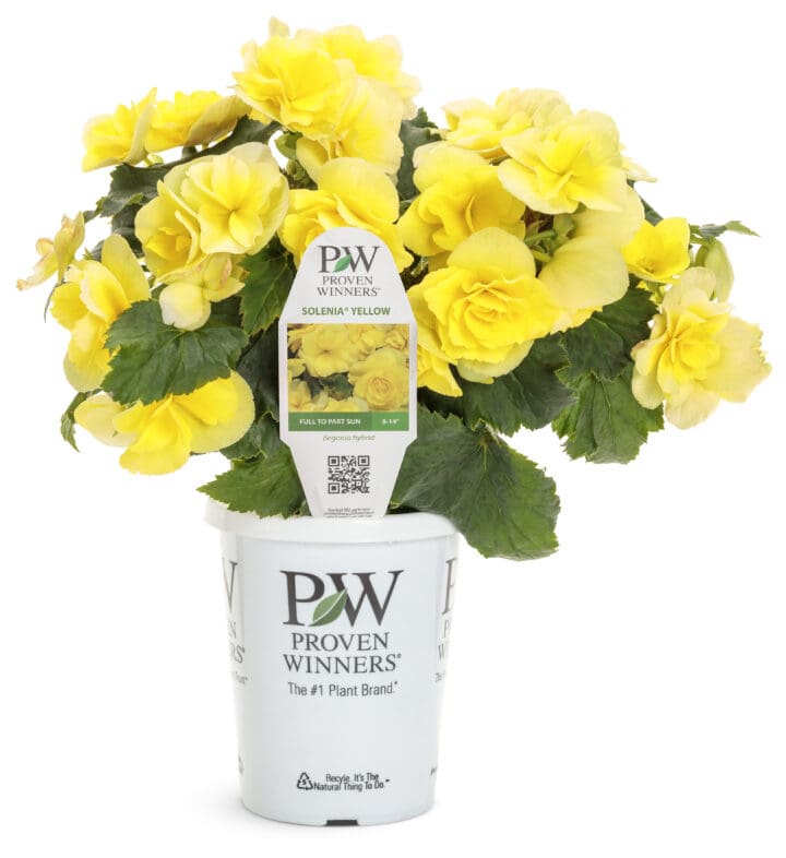 Solenia Yellow Rieger Begonia - Image 3