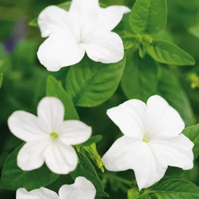 Endless Flirtation Bush Violet Browallia