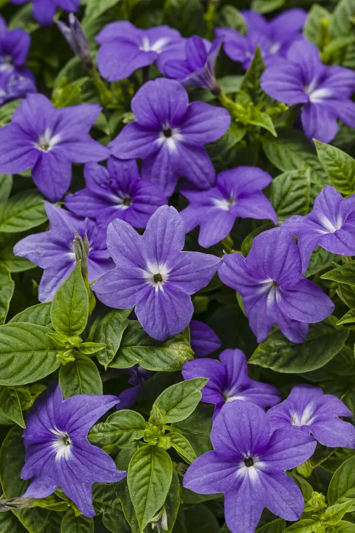 Endless Illumination Bush Violet Browallia