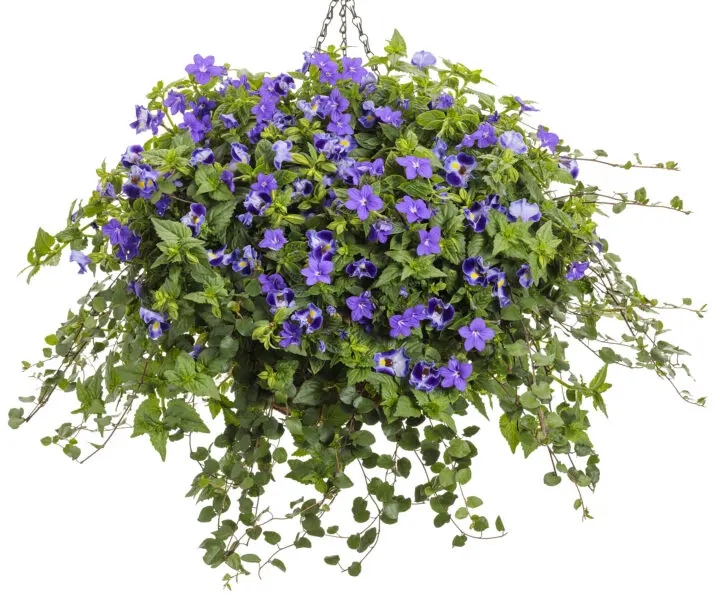 Endless Illumination Bush Violet Browallia - Image 2