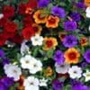 Superbells Mixed Calibrachoa 10" Hanging Basket