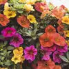Superbells Mixed Calibrachoa 10" Hanging Basket - Image 2