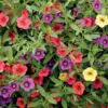 Superbells Mixed Calibrachoa 10" Hanging Basket - Image 3