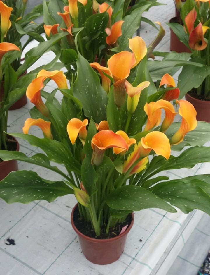 Qatar Calla